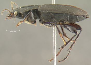 Media type: image;   Entomology 32987 Aspect: habitus lateral view